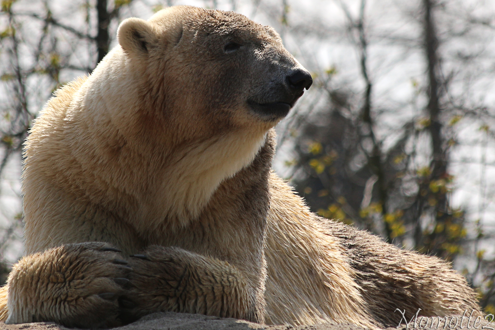 Serene polar bear