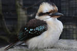 Fluffy Kookaburra by Momotte2