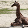 Relaxing baby giraffe