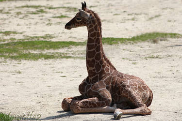 Relaxing baby giraffe by Momotte2