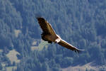 Freedom in the sky for the griffon vulture by Momotte2