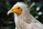 Portrait of Egyptian vulture by Momotte2