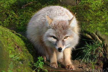 Sweet Corsac Fox