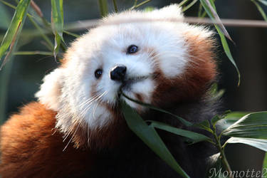 Sweetest face of baby red panda by Momotte2