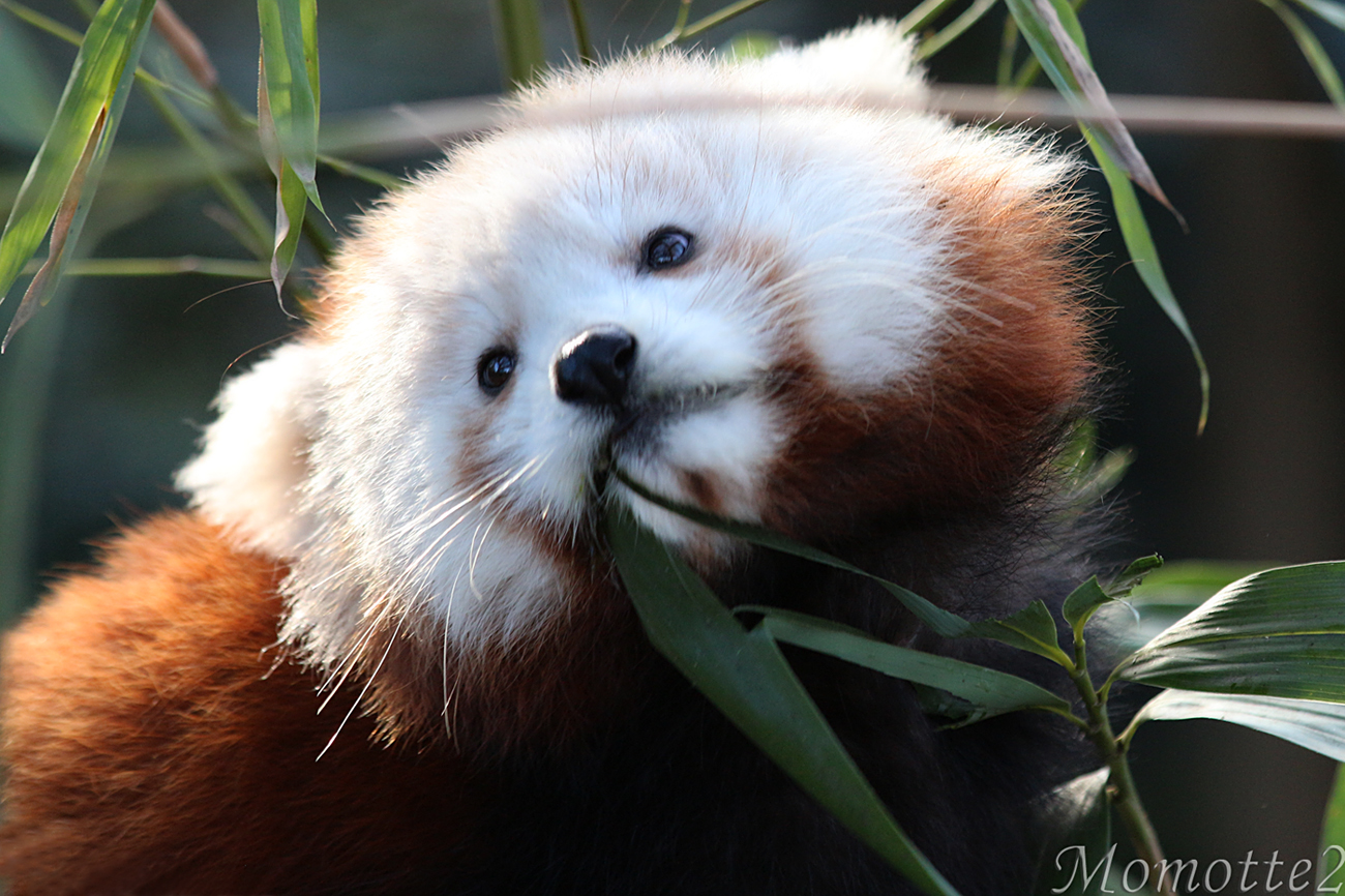 Sweetest Face Of Baby Red Panda By Momotte2 On Deviantart Sweetest Face Of Baby Red Panda By Momotte2 On Deviantart