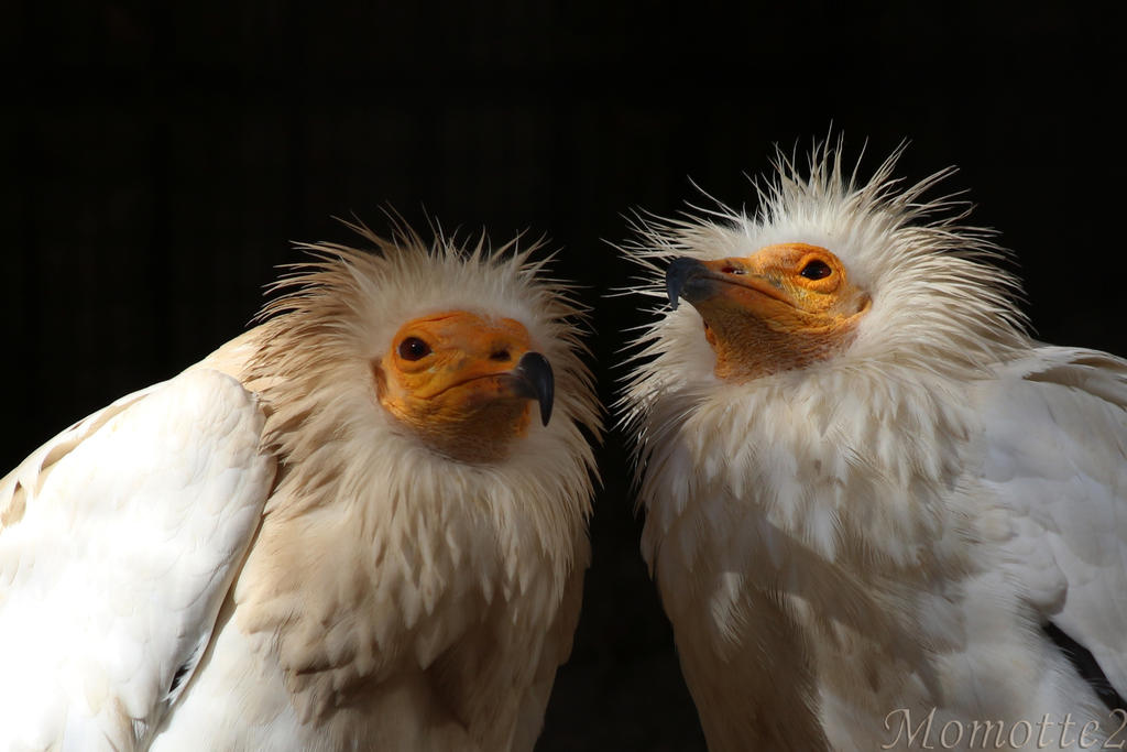 Baby birds for birthday
