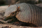 Baby big hairy armadillo by Momotte2