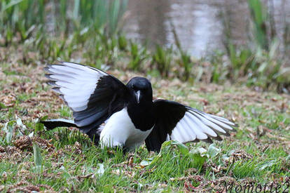 Graceful landing of magpie