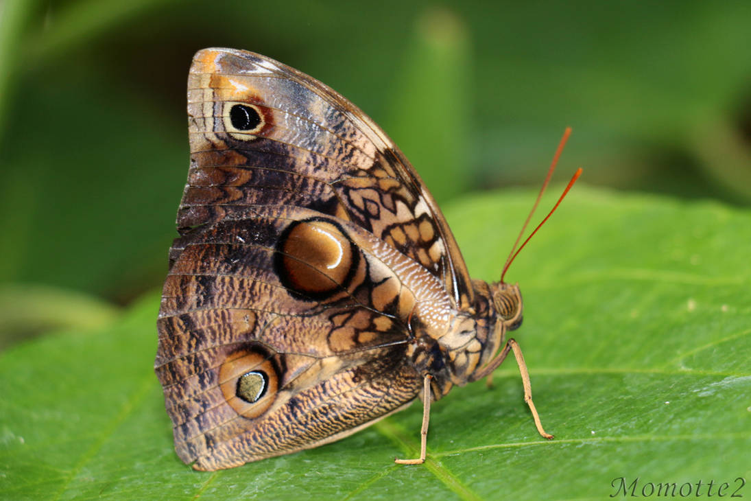 Owl butterfly in green world by Momotte2 Owl butterfly in green world by Momotte2