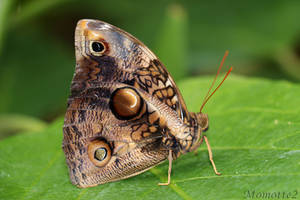 Owl butterfly in green world