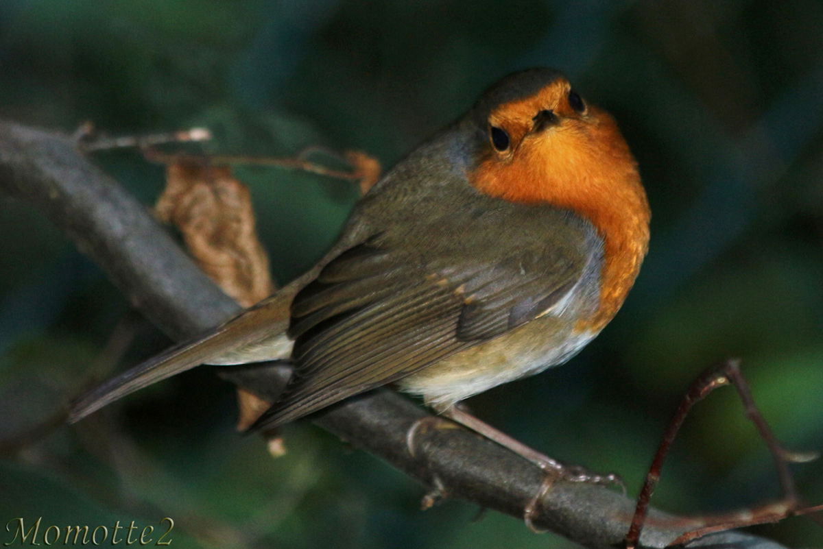 Supplicating air of the Robin