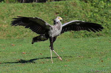 Graceful secretarybird by Momotte2