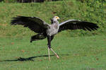 Graceful secretarybird by Momotte2