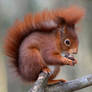 Happy meal for red squirrel