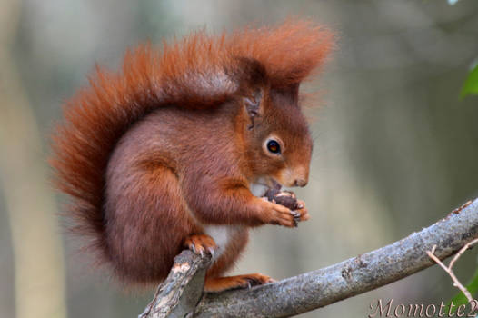 Happy meal for red squirrel