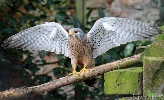 A show of feathers