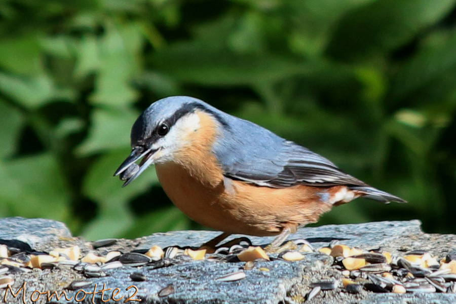 A charming little visitor