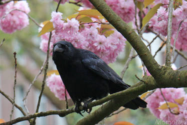 Pink dream for a crow