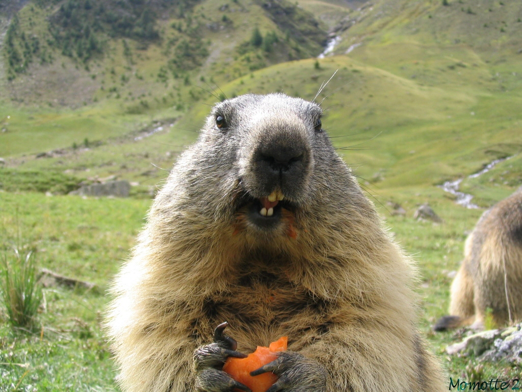 Hungry marmot