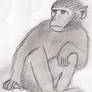 Sitting Ape