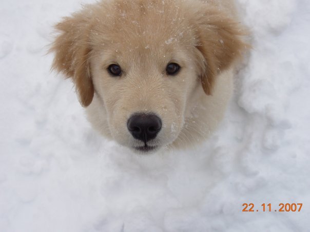 Puppy in the Winter