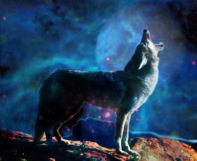 Coyote Luna