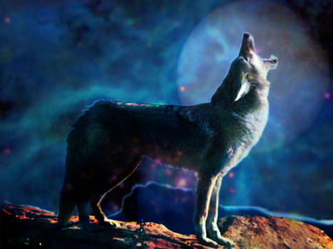 Coyote Luna v2