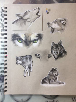 Wolf sketches