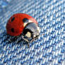 Ladybug on my jeans