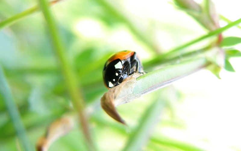 Ladybug No 11