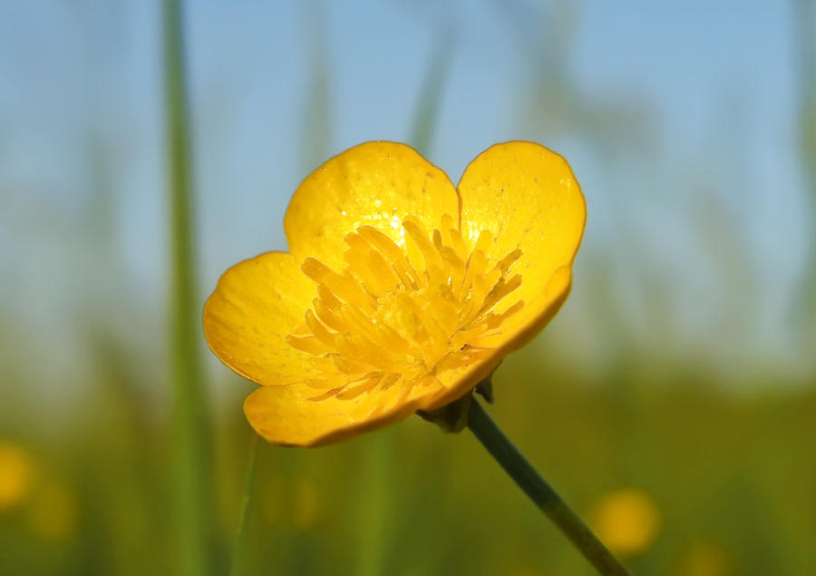 Buttercup