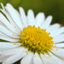 Daisy Widescreen