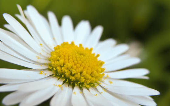 Daisy Widescreen