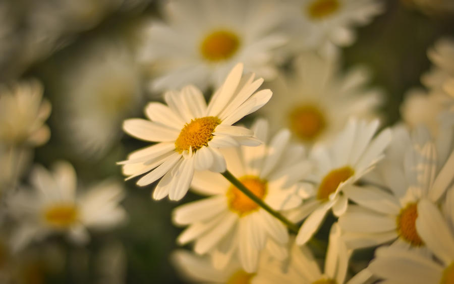 daisy meeting