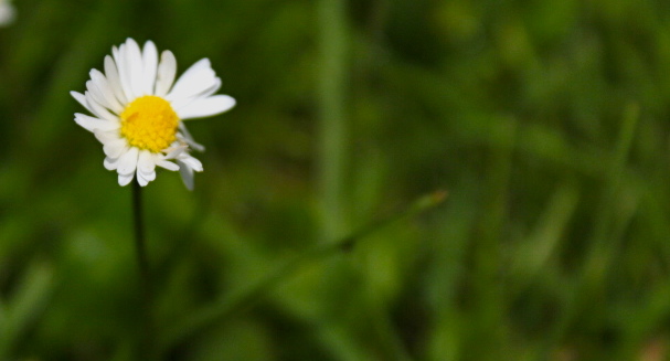 Daisy Chains Await