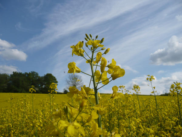 just.... yellow