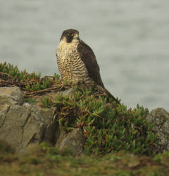 Peregrine Falcon