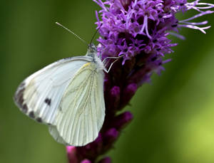 Large White