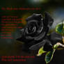 Black Rose