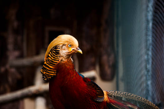 Golden Pheasant - Altin Sulun