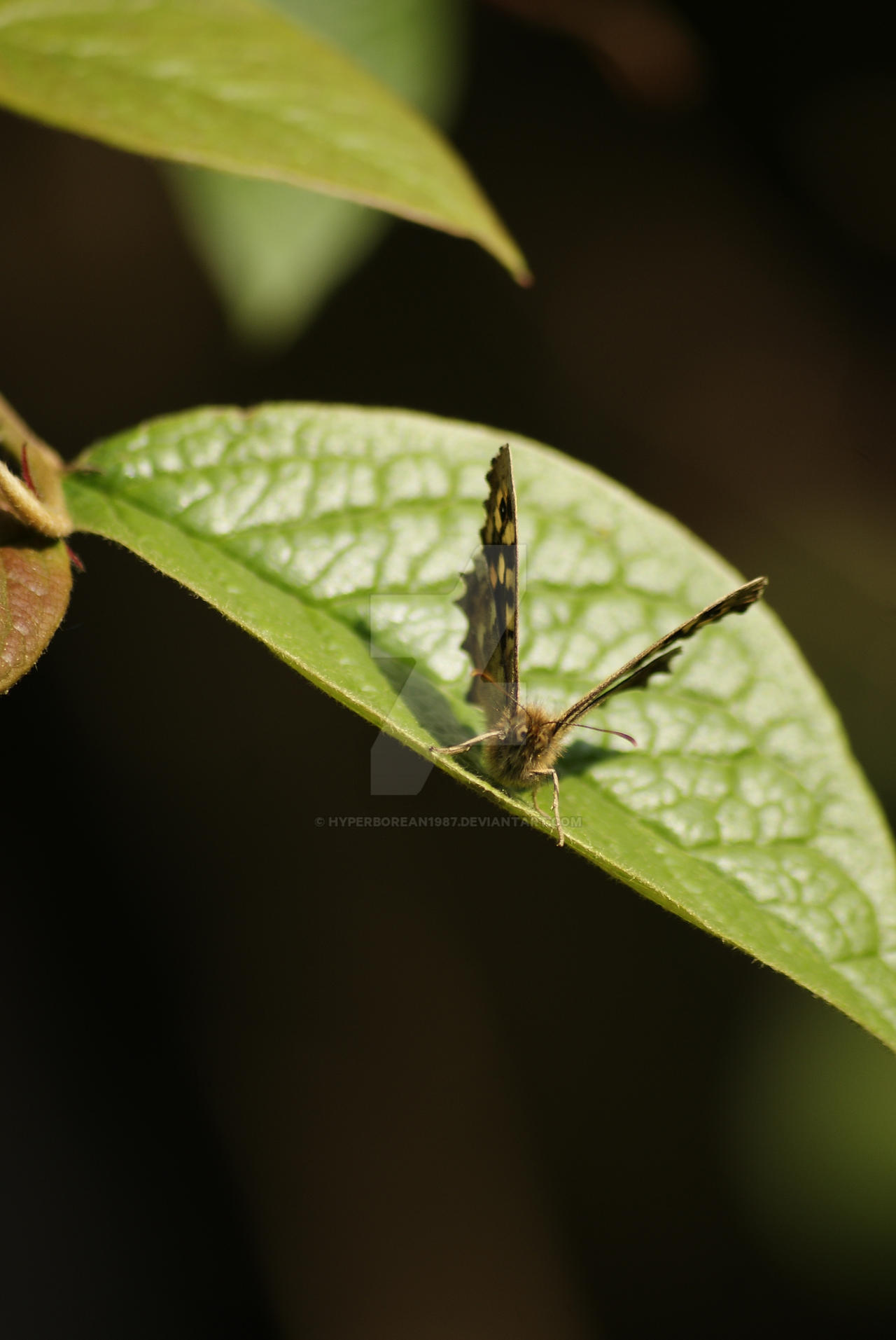 speckled wood butterfly 2