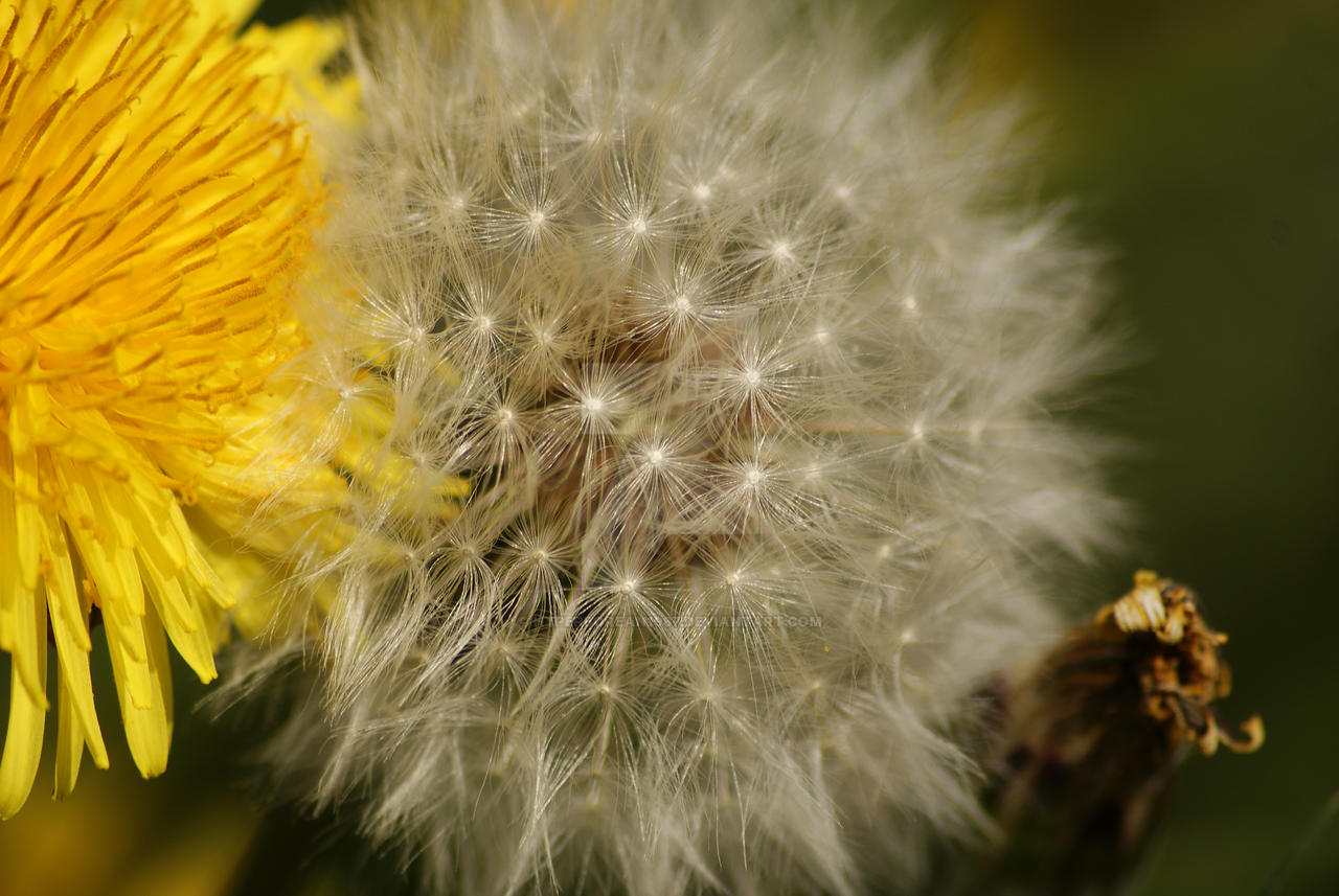 Dandelion flower and seedhead