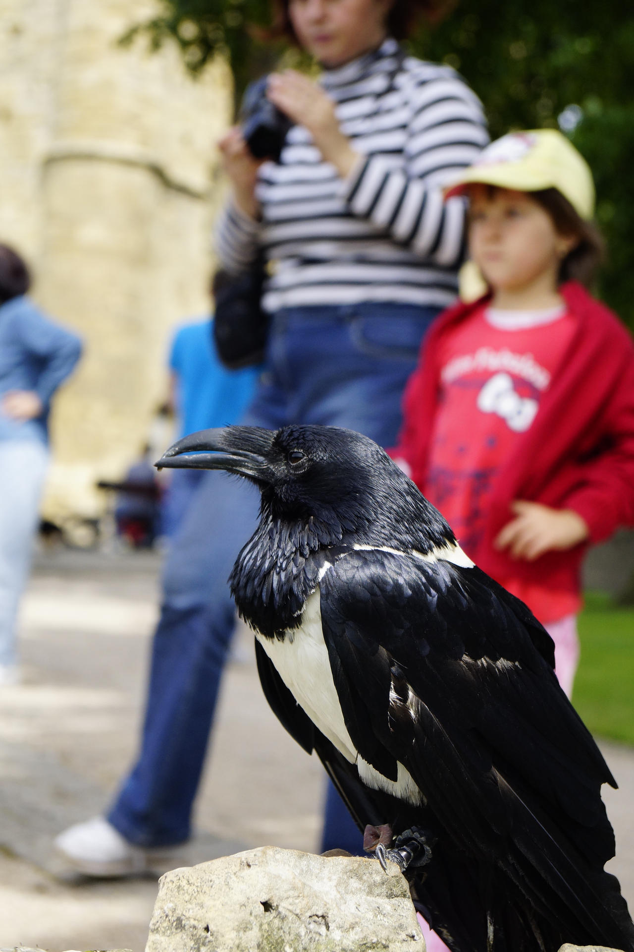 African white necked Raven 2