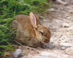 Yorkshire bunny