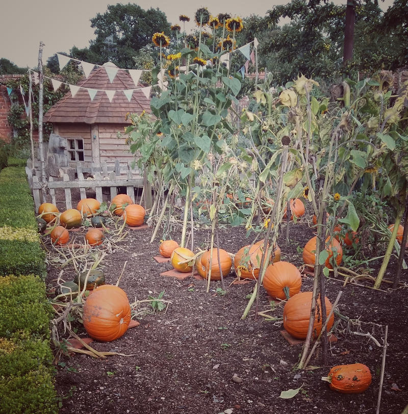 Pumpkin patch