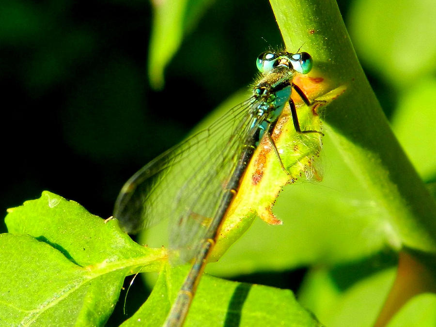 Dragonfly