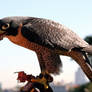 Bird 2_Peregrine Falcon-Stock