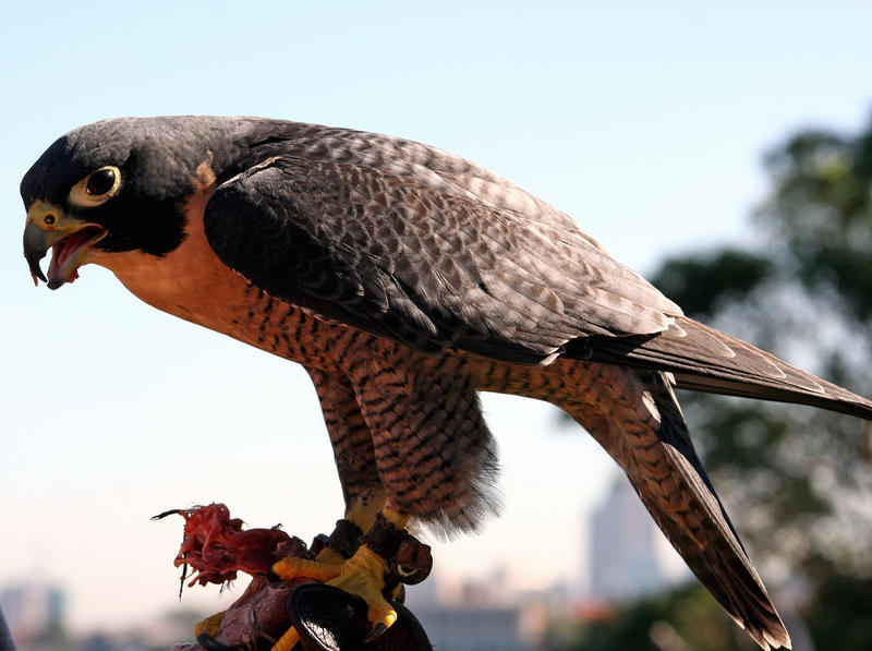 Bird 2_Peregrine Falcon-Stock