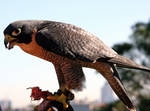 Bird 2_Peregrine Falcon-Stock by Inadesign-Stock