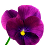 flower 16_Pansy - Stock